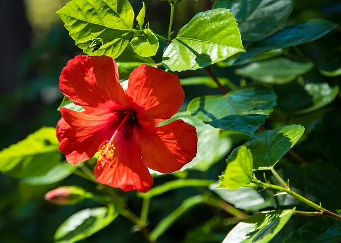 Апартаменты La Casa Di Efi *