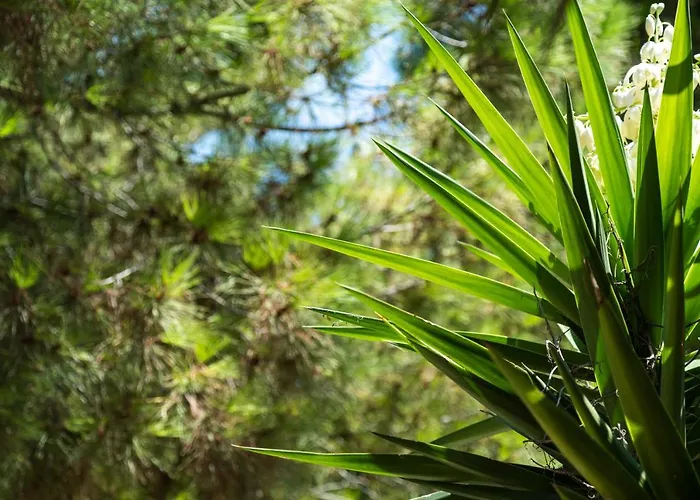 Апартаменты La Casa Di Efi *